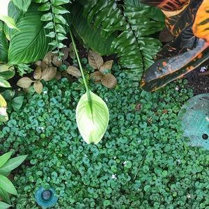 Meet your Posher, Elena